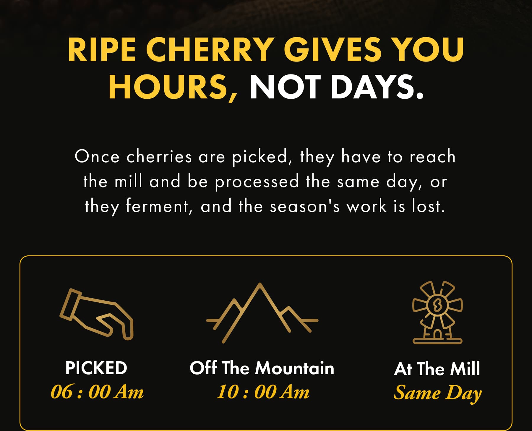 Ripe Cherry Gives You Hours, Not Days. Once cherries are picked, they have to reach the mill and be processed the same day, or they ferment, and the season's work is lost. At the mill Same day