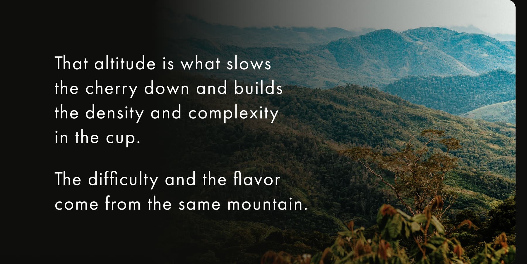 That altitude is what slows the cherry down and builds the density and complexity in the cup.  The difficulty and the flavor come from the same mountain.
